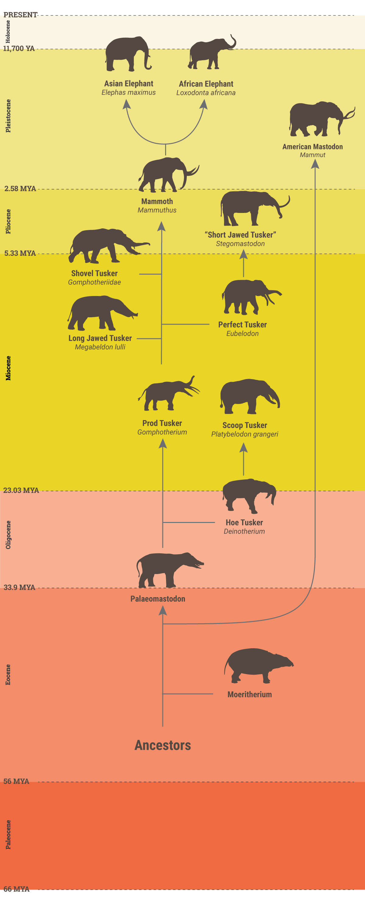 Elephant Evolution