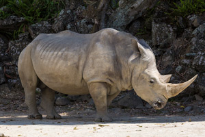 Rhinoceras