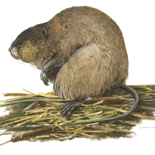 Eucastor, round-tailed beaver