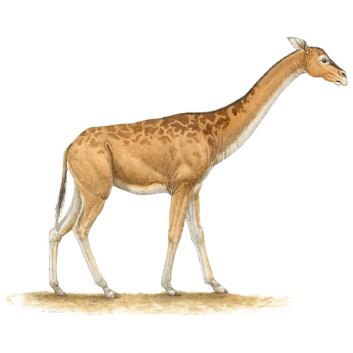 Aepycamelus, Giraffe Camel
