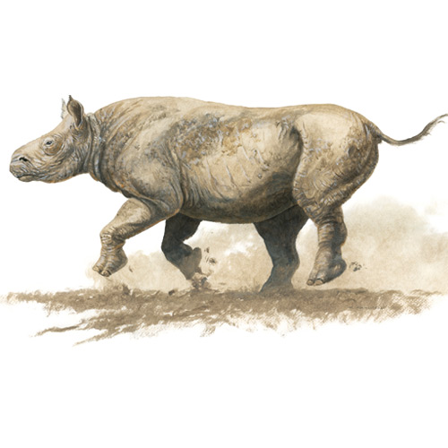 Aphelops, Hornless Rhino