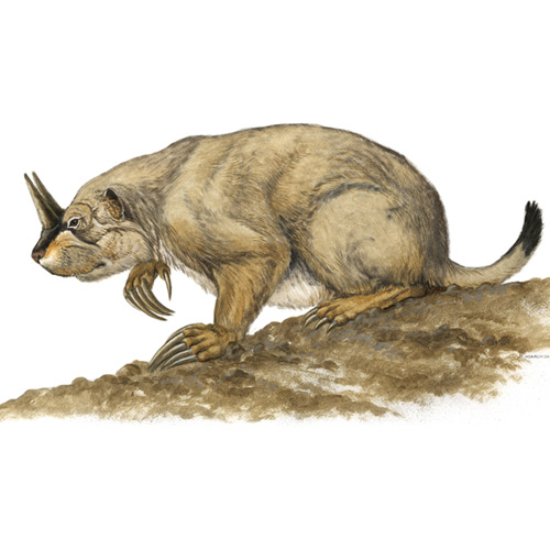 Mylagaulidae, Horned Rodent