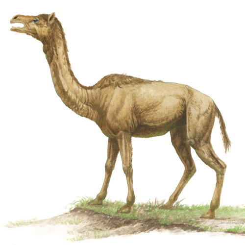 Procamelus, ancestral camel