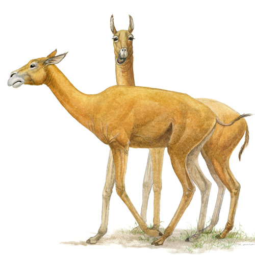 Protolabis, llama-sized camel