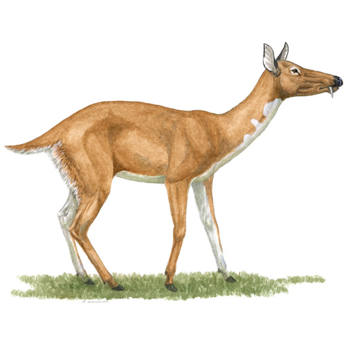 Longirostromeryx, saber-tooth deer