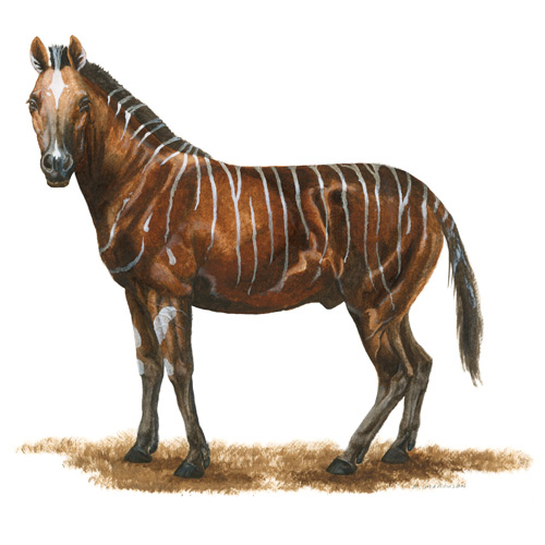 Cormohipparion, Sturdy Three-toed Horse