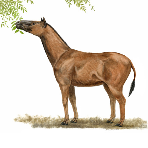 Hypohippus, Browsing Horse