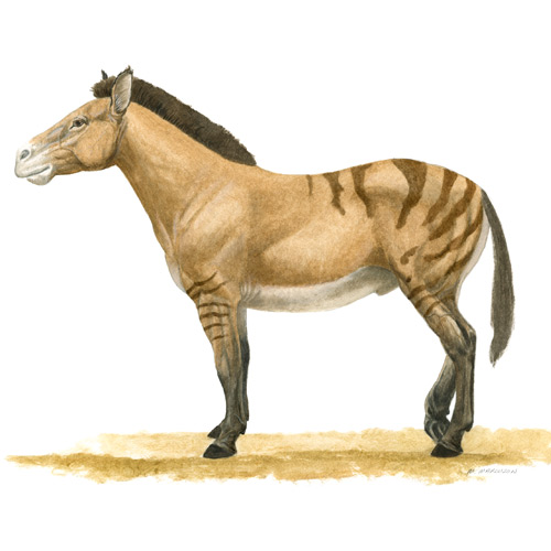 Pliohippus, Stout One-toed Horse
