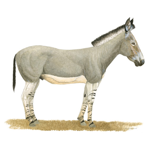 Protohippus, Slender, Grass-clipping Horse
