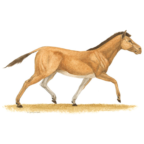 Pseudhipparion, Small Three-toed Horse