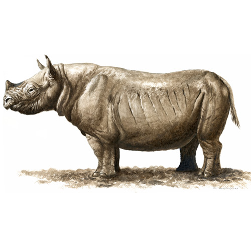 Teleoceras major, Barrel-bodied Rhino