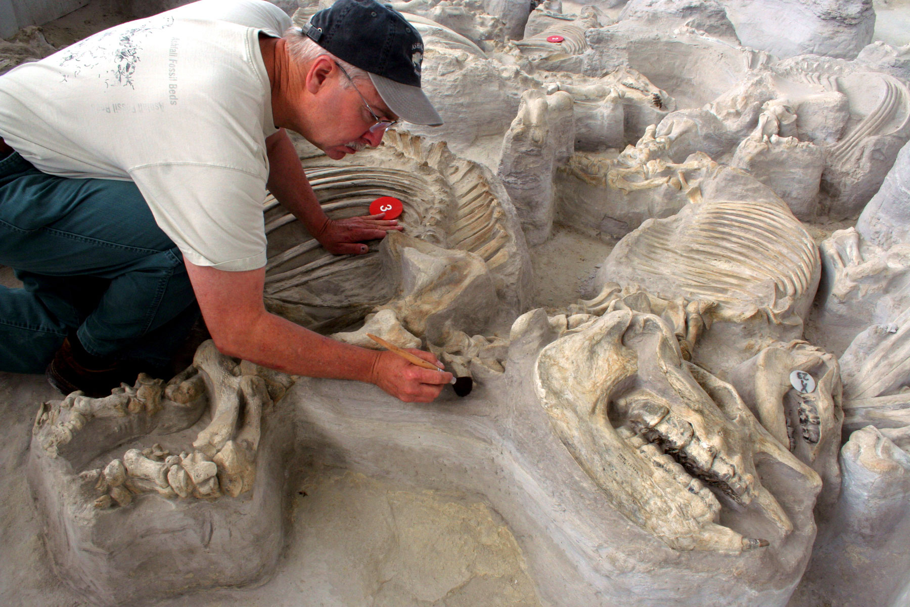 Retired Chief Preparator Greg Brown at Ashfall Fossil Beds