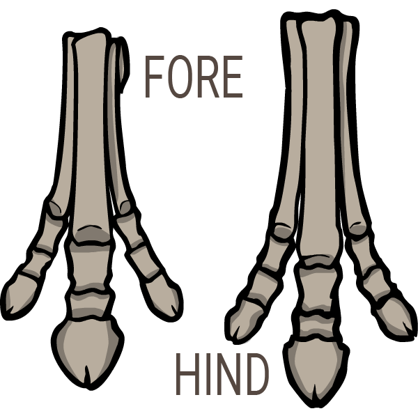 Miohippus Feet