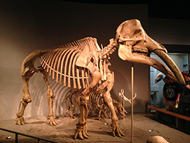 Denver Museum of Natural History gomphothere skeleton.