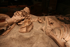Mammoth bones housed at Trailside Museum - A branch of University of Nebraska State Museum