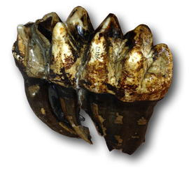 Mastodon tooth from Thomas Jefferson's collection from Big Bone Lick Kentucky. © University of Nebraska State Museum
